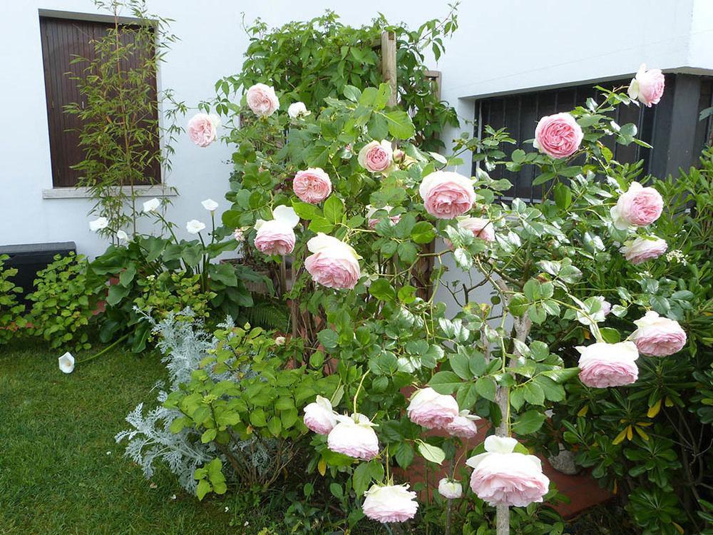 B&B Nautilus Puegnago del Garda Esterno foto